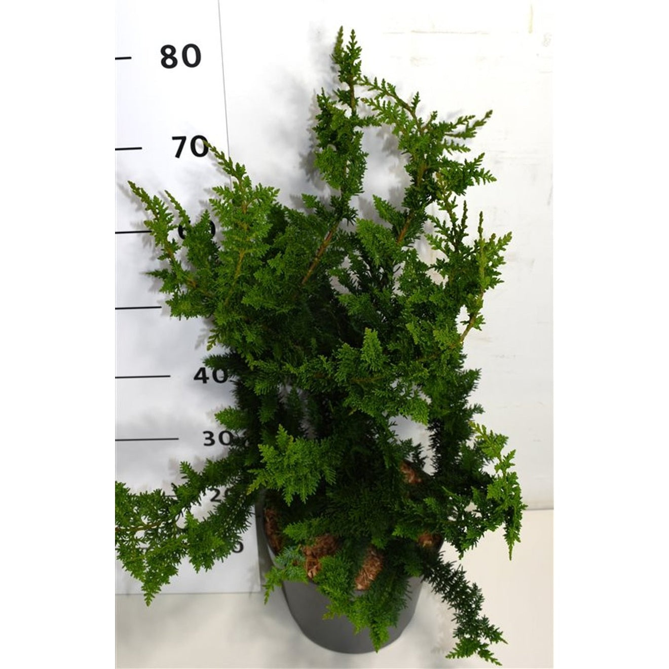 Ädelcypress – Chamaecyparis obtusa 'Teddy Bear' - C7.5 40-50 CM